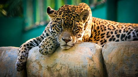 Jaguar Majestic